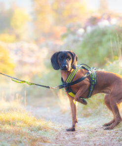 Axaeco Jogging Leash - Image 5