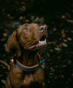 Orbiloc K9 Active - Image 4