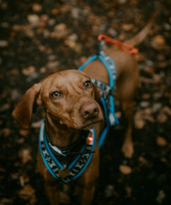 Orbiloc K9 Active - Image 5
