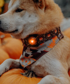 Alternative view of Orbiloc Dog Dual - Amber
