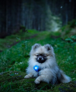 Orbiloc Dog Dual - Blå - Image 4