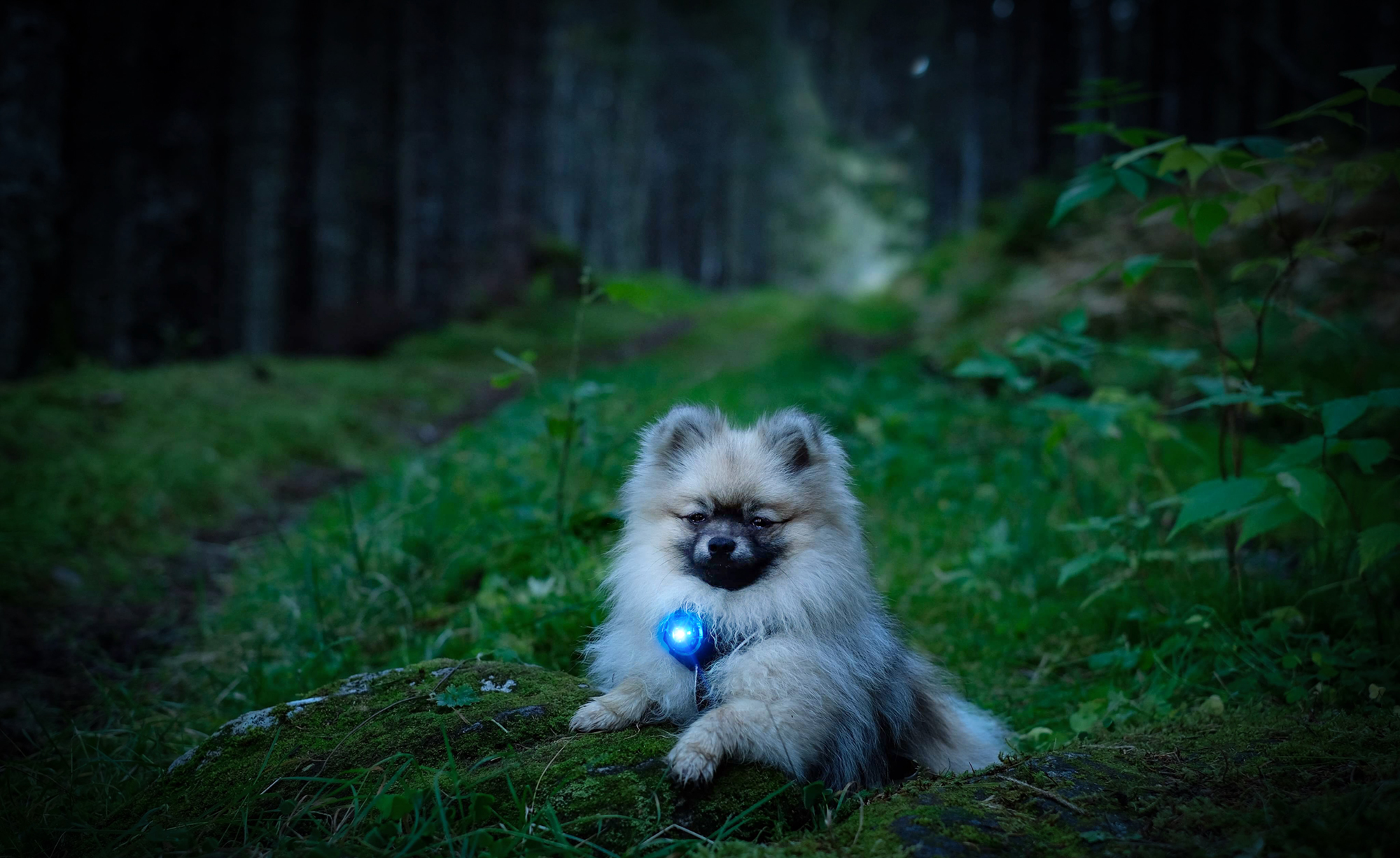 Orbiloc Dog Dual - Blå - Image 4