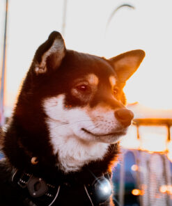 Orbiloc Dog Dual - Dark - Image 3