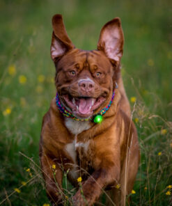 Orbiloc Dog Dual - Grøn - Image 4