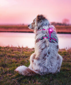 Alternative view of Orbiloc Dog Dual - Pink