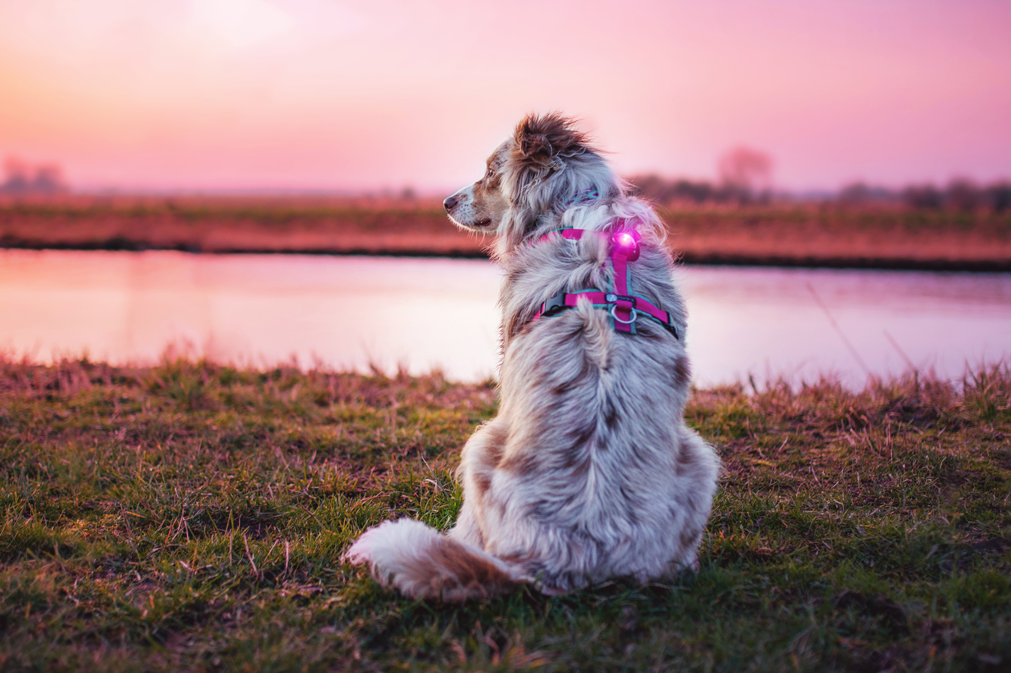 Orbiloc Dog Dual - Pink - Image 2