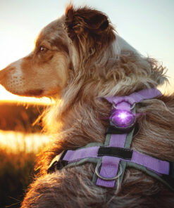 Alternative view of Orbiloc Dog Dual - Lilla
