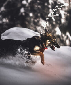 Orbiloc Dog Dual - Rød - Image 8