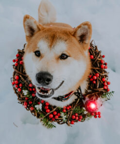 Orbiloc Dog Dual - Rød - Image 5