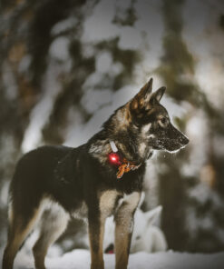 Orbiloc Dog Dual - Rød - Image 4