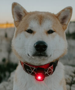 Orbiloc Dog Dual - Rød - Image 3