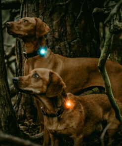 Orbiloc Dog Dual - Turkis - Image 3