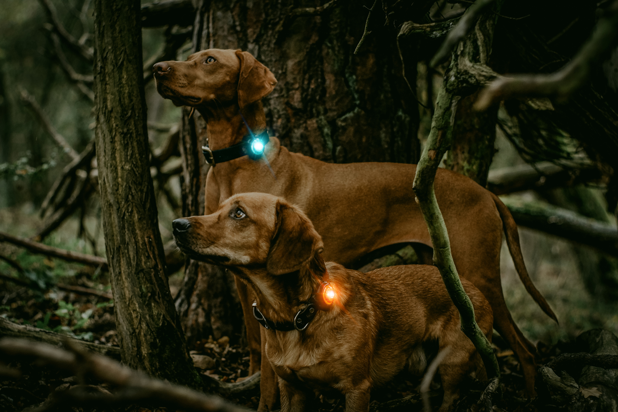 Orbiloc Dog Dual - Turkis - Image 3