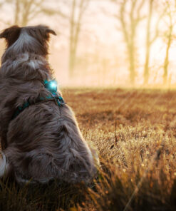 Alternative view of Orbiloc Dog Dual - Turkis