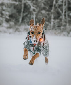 Orbiloc Dog Dual - Gul - Image 3