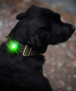 Orbiloc Dog Dual - Grøn - Image 3