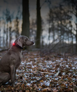 Orbiloc Dog Dual - Rød - Image 7