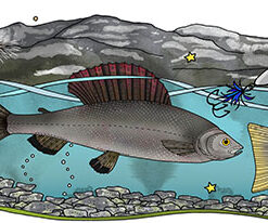 Eplaros emaljekrus - Fjeldfisk - Image 4