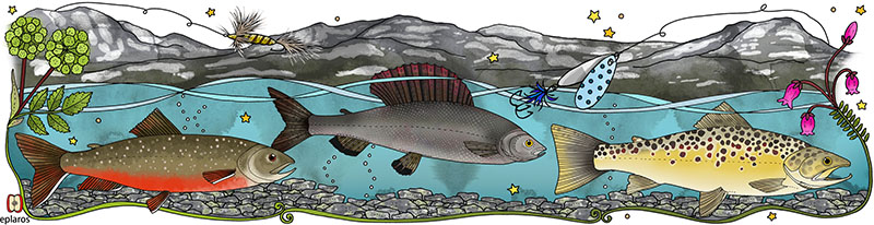 Eplaros emaljekrus - Fjeldfisk - Image 4