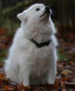 Axaeco 4 Season Collar - Image 3