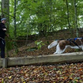 non-stop dogwear freemotion til canicross løb med hund