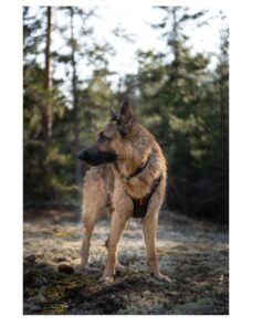 Non-stop Dogwear Rock Harness - Image 6