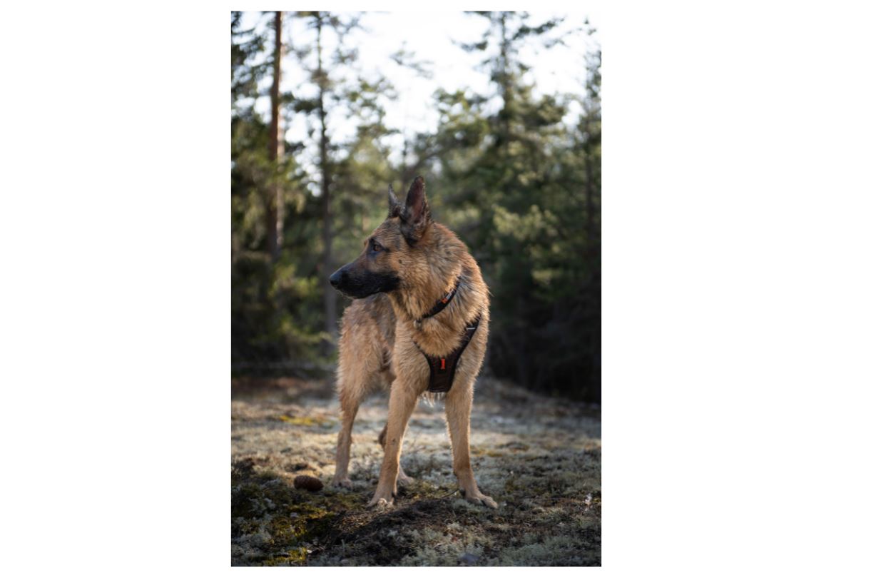 Non-stop Dogwear Rock Harness - Image 6