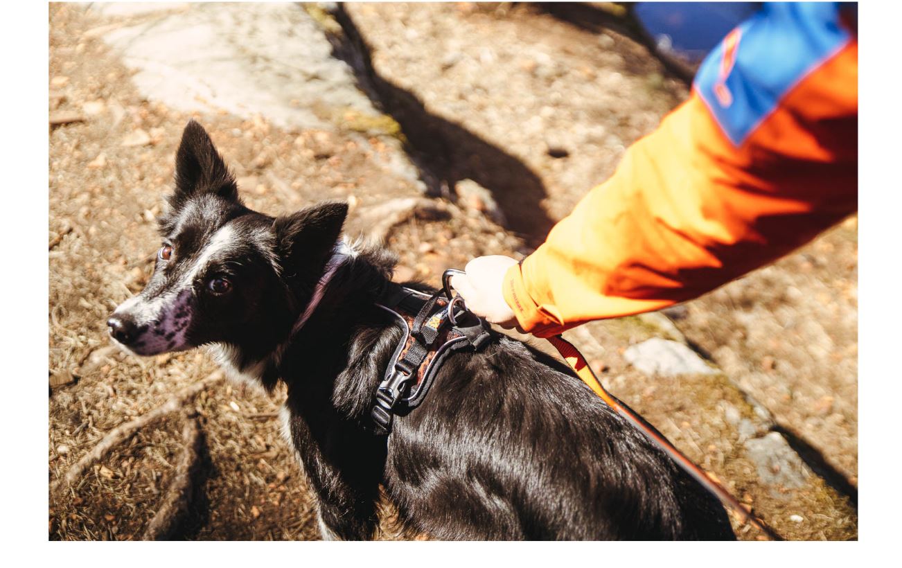 Non-stop Dogwear Rock Harness - Image 2
