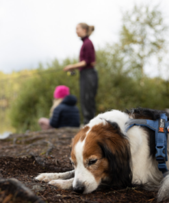 Non-stop Dogwear Line Harness 5.0 - Image 3