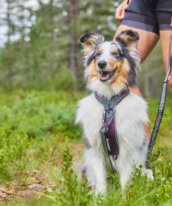 Non-stop Dogwear Line Harness 5.0 - Image 4