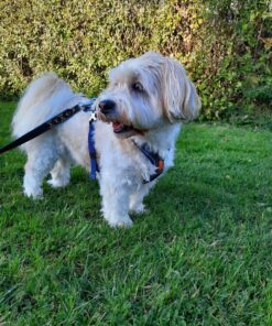 Non-stop Dogwear Line Harness 5.0 - Image 6