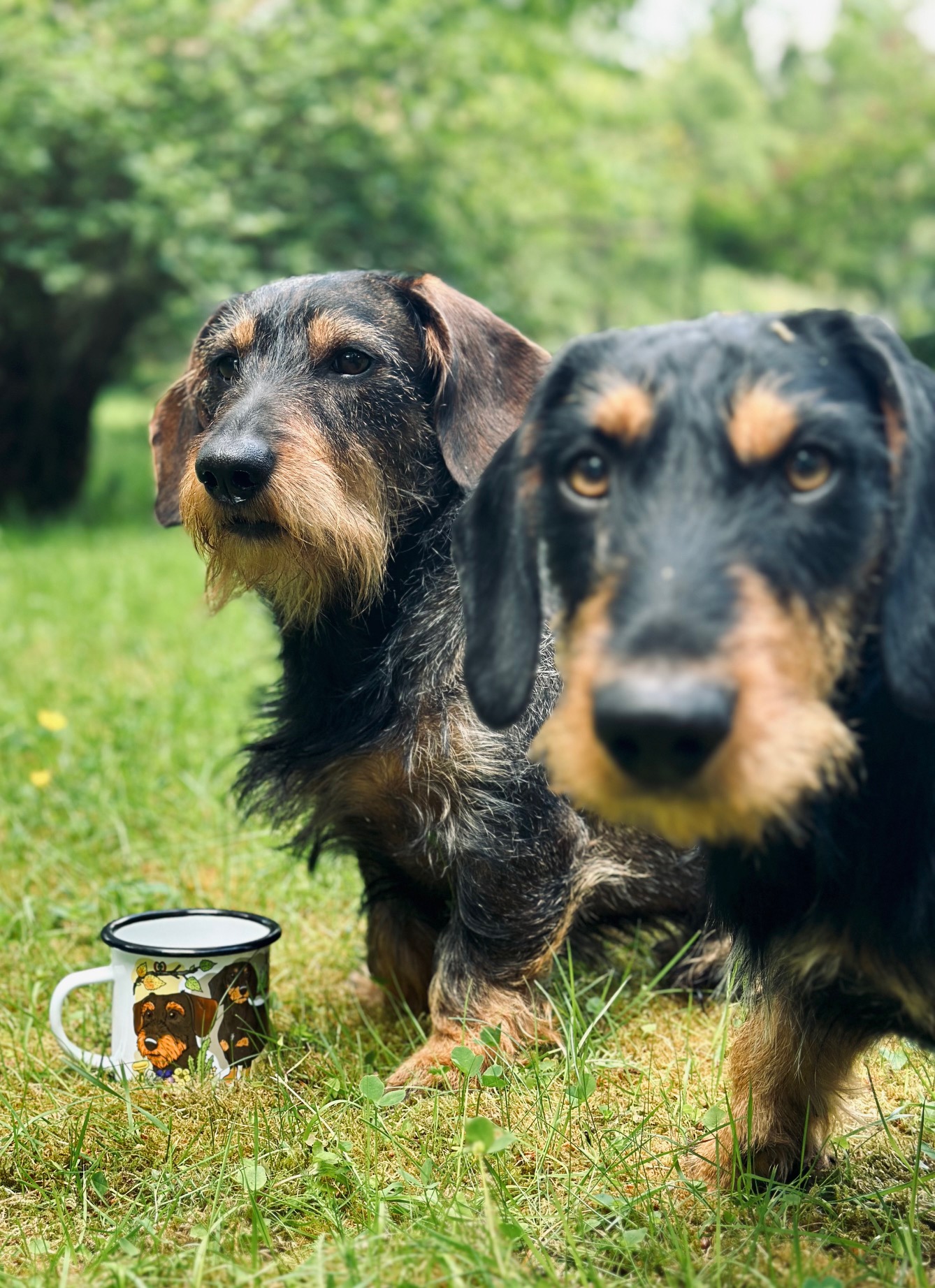 Eplaros emaljekrus - Gravhund - Image 4