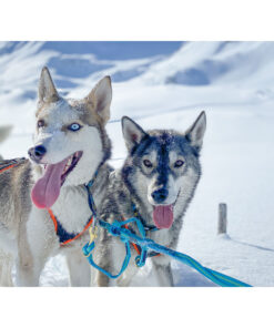 Sledwork Xback Active G3 - Image 10