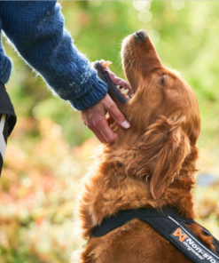 Non-stop Dogwear Canicross-sæt, M/L - Image 9