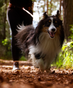 Non-stop Dogwear Canicross-sæt, Small - Image 9