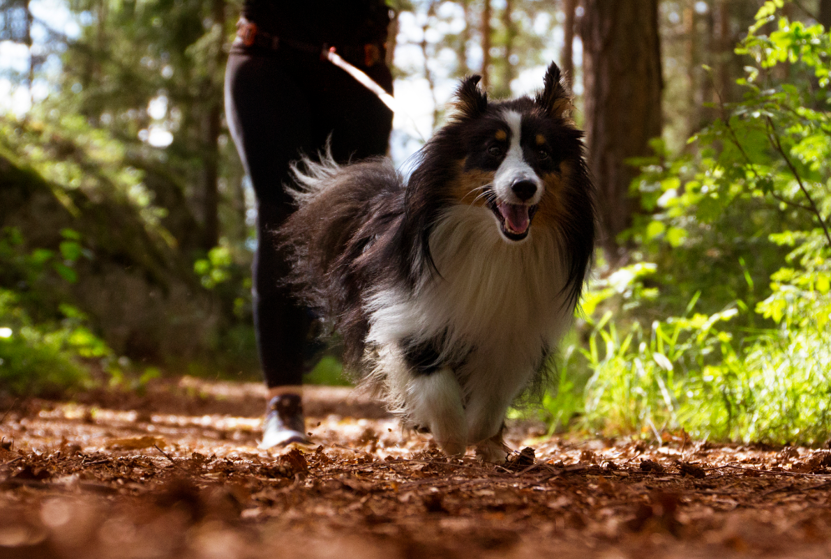 Non-stop Dogwear Canicross-sæt, Small - Image 9