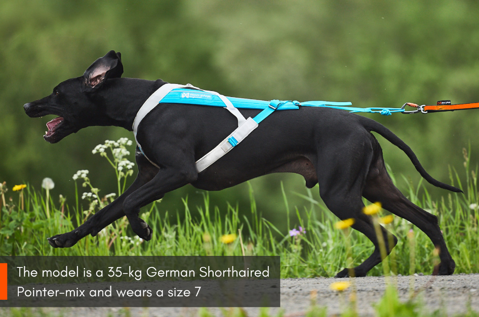 Non-stop Dogwear Freemotion Harness 5.0 - Image 7