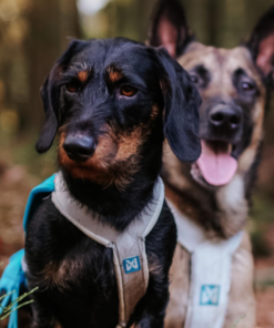 Non-stop Dogwear Freemotion Harness 5.0 - Image 18