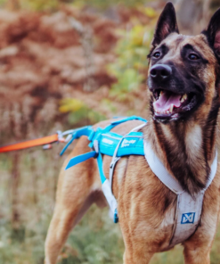 Non-stop Dogwear Freemotion Harness 5.0 - Image 9
