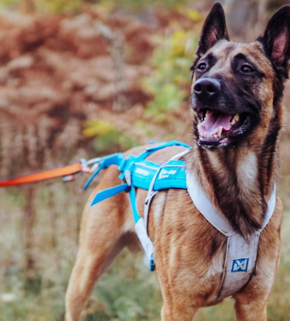 Non-stop Dogwear Freemotion Harness 5.0 - Image 9