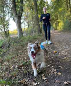 Non-stop Dogwear Freemotion Harness 5.0 - Image 20