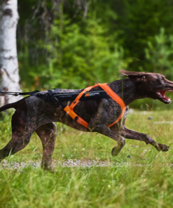 Non-stop Dogwear Freemotion Harness 5.0 - Image 6