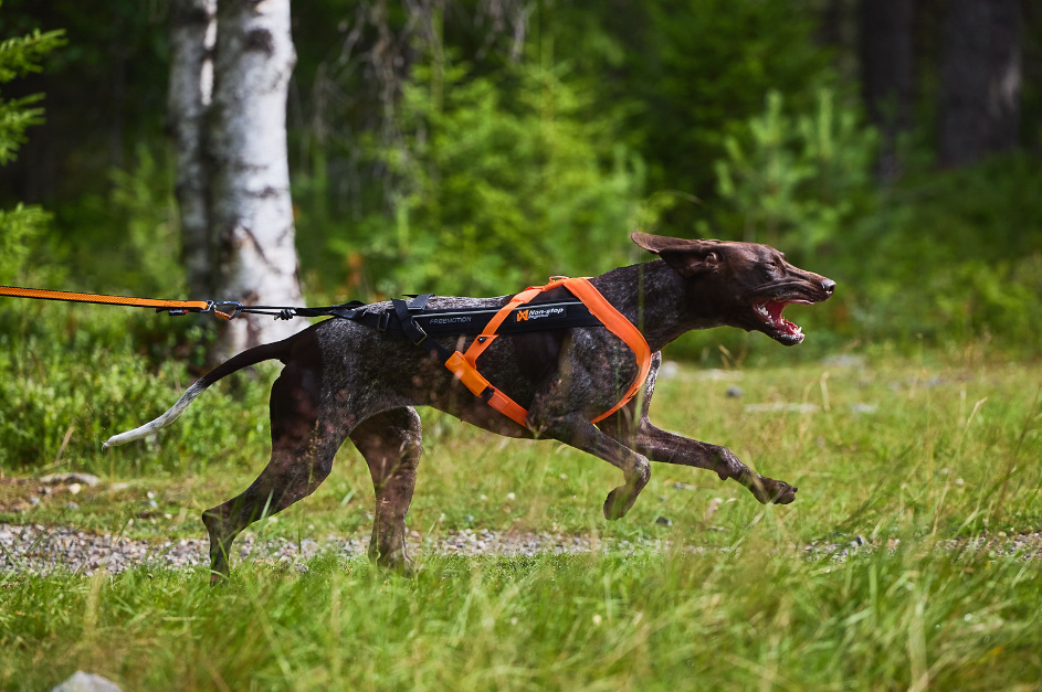 Non-stop Dogwear Freemotion Harness 5.0 - Image 6