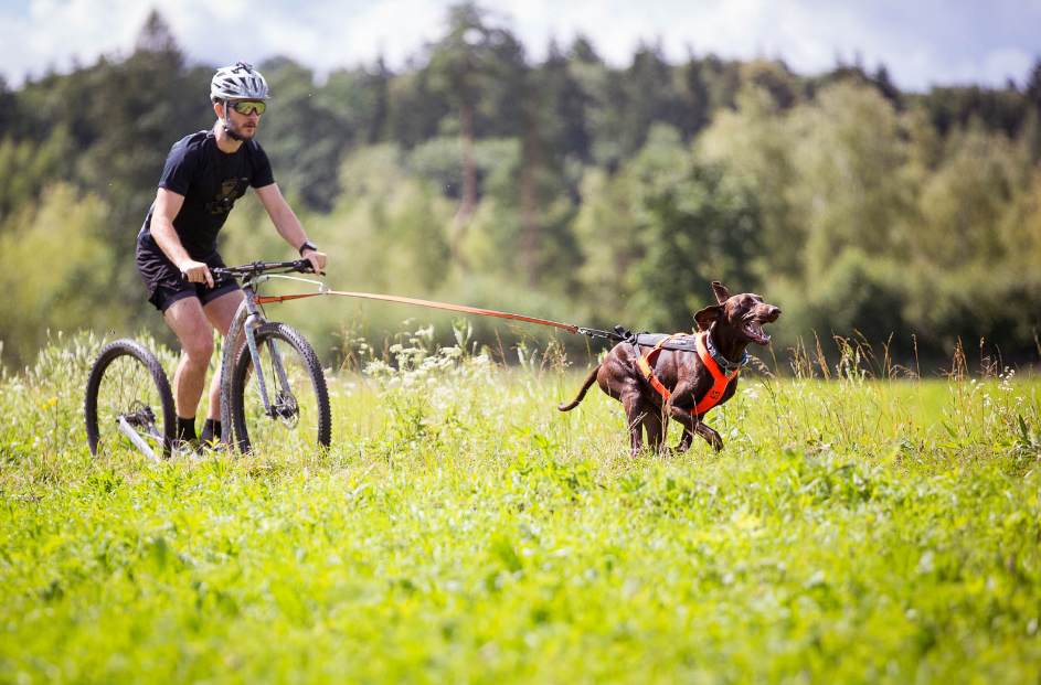 Non-stop Dogwear Freemotion Harness 5.0 - Image 16