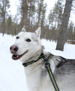 Alternative view of Axaeco 4 Season Leash