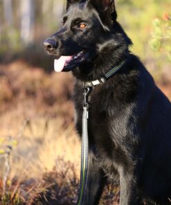 Axaeco 4 Season Leash - Image 3
