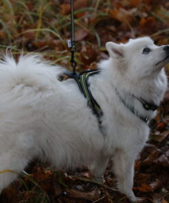 Axaeco 4 Season Leash - Image 6