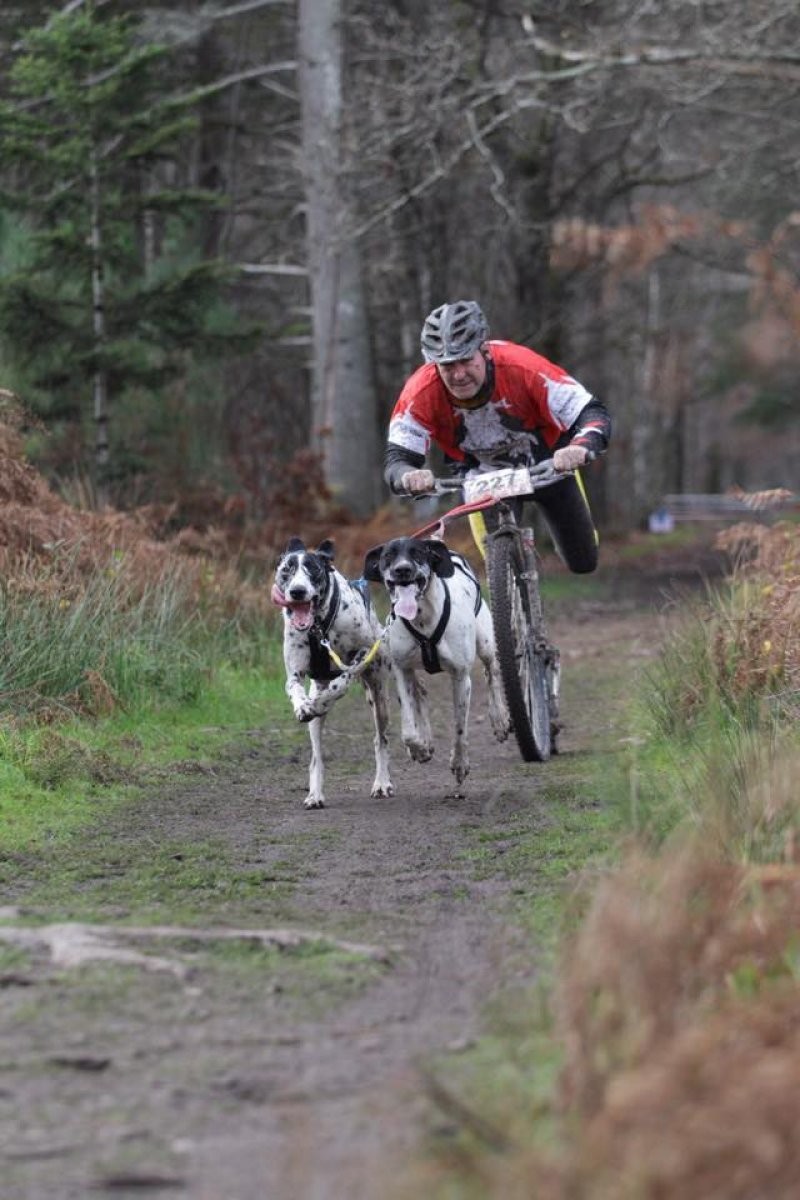 Kickbike Cross 29er - Image 6