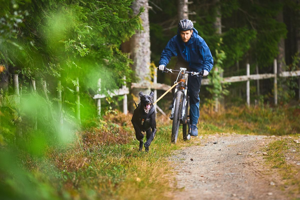 Non-stop Dogwear Bike Antenna KLICKfix - Image 4