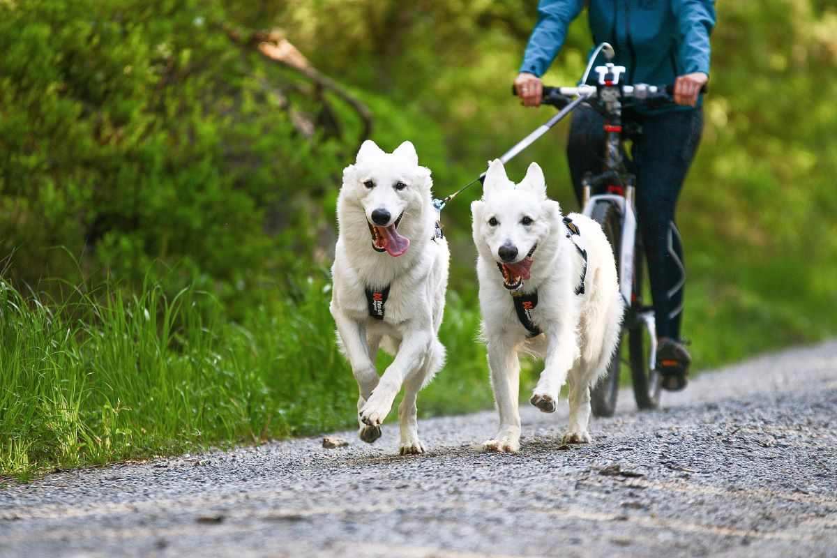 Non-stop Dogwear Bike Antenna KLICKfix - Image 5